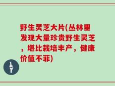 野生灵芝大片(丛林里发现大量珍贵野生灵芝，堪比栽培丰产，健康价值不菲)