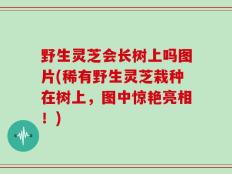野生灵芝会长树上吗图片(稀有野生灵芝栽种在树上，图中惊艳亮相！)
