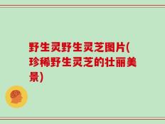 野生灵野生灵芝图片(珍稀野生灵芝的壮丽美景)