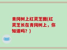 青冈树上红灵芝图(红灵芝长在青冈树上，你知道吗？)