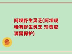 阿坝野生灵芝(阿坝现稀有野生灵芝 珍贵资源需保护)