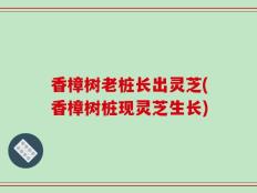 香樟树老桩长出灵芝(香樟树桩现灵芝生长)