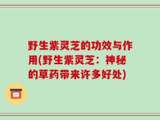 野生紫灵芝的功效与作用(野生紫灵芝：神秘的草药带来许多好处)