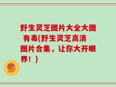 野生灵芝图片大全大图 有毒(野生灵芝高清图片合集，让你大开眼界！)