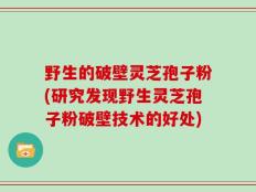 野生的破壁灵芝孢子粉(研究发现野生灵芝孢子粉破壁技术的好处)