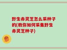 野生赤灵芝怎么采种子的(教你如何采集野生赤灵芝种子)