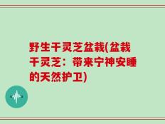 野生干灵芝盆栽(盆栽干灵芝：带来宁神安睡的天然护卫)