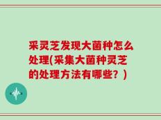 采灵芝发现大菌种怎么处理(采集大菌种灵芝的处理方法有哪些？)