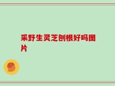采野生灵芝刨根好吗图片