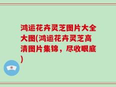 鸿运花卉灵芝图片大全大图(鸿运花卉灵芝高清图片集锦，尽收眼底)
