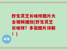 野生灵芝长啥样图片大全视频播放(野生灵芝长啥样？多张图片详解！)