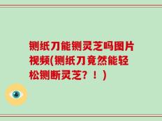铡纸刀能铡灵芝吗图片视频(铡纸刀竟然能轻松铡断灵芝？！)