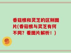 香菇根和灵芝的区别图片(香菇根与灵芝有何不同？看图片解析！)