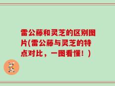 雷公藤和灵芝的区别图片(雷公藤与灵芝的特点对比，一图看懂！)