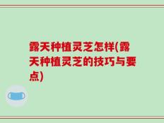 露天种植灵芝怎样(露天种植灵芝的技巧与要点)