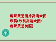 鹿茸灵芝图片高清大图欣赏(欣赏高清大图：鹿茸灵芝美照)