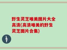 野生灵芝唯美图片大全高清(高清唯美的野生灵芝图片合集)