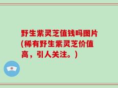 野生紫灵芝值钱吗图片(稀有野生紫灵芝价值高，引人关注。)