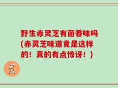 野生赤灵芝有菌香味吗(赤灵芝味道竟是这样的！真的有点惊讶！)