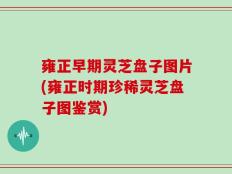雍正早期灵芝盘子图片(雍正时期珍稀灵芝盘子图鉴赏)