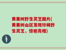 黄果树野生灵芝图片(黄果树山区发现珍稀野生灵芝，惊艳亮相)
