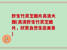 野生竹灵芝图片高清大图(高清野生竹灵芝图片，欣赏自然生态美景)
