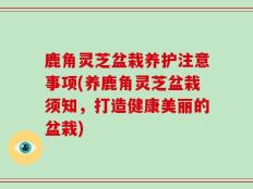 鹿角灵芝盆栽养护注意事项(养鹿角灵芝盆栽须知，打造健康美丽的盆栽)