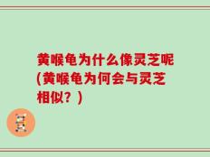 黄喉龟为什么像灵芝呢(黄喉龟为何会与灵芝相似？)