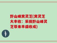 野山峰窝灵芝(窝灵芝大丰收：采摘野山峰灵芝带来丰盛收成)