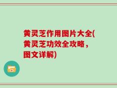 黄灵芝作用图片大全(黄灵芝功效全攻略， 图文详解)