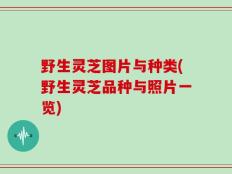 野生灵芝图片与种类(野生灵芝品种与照片一览)