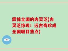 震惊全国的肉灵芝(肉灵芝惊现！远古奇珍成全国瞩目焦点)