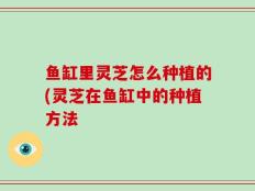 鱼缸里灵芝怎么种植的(灵芝在鱼缸中的种植方法