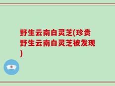 野生云南白灵芝(珍贵野生云南白灵芝被发现)