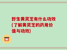 野生黄灵芝有什么功效(了解黄灵芝的药用价值与功效)