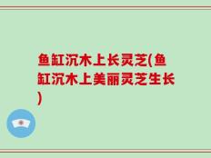 鱼缸沉木上长灵芝(鱼缸沉木上美丽灵芝生长)