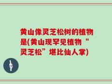 黄山像灵芝松树的植物是(黄山现罕见植物“灵芝松”堪比仙人掌)
