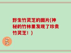 野生竹灵芝的图片(神秘的竹林里发现了珍贵竹灵芝！)
