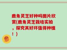 鹿角灵芝好种吗图片欣赏(鹿角灵芝栽培实拍，探究其好坏值得种植！)