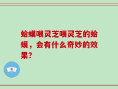 蛤蟆喂灵芝喂灵芝的蛤蟆，会有什么奇妙的效果？