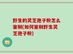 野生的灵芝孢子粉怎么鉴别(如何鉴别野生灵芝孢子粉)