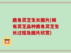 鹿角灵芝生长图片(稀有灵芝品种鹿角灵芝生长过程及图片欣赏)