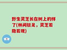 野生灵芝长在树上的样了(林间驻足，灵芝若隐若现)