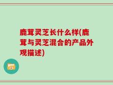 鹿茸灵芝长什么样(鹿茸与灵芝混合的产品外观描述)