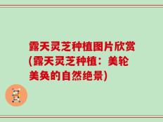 露天灵芝种植图片欣赏(露天灵芝种植：美轮美奂的自然绝景)