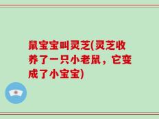 鼠宝宝叫灵芝(灵芝收养了一只小老鼠，它变成了小宝宝)
