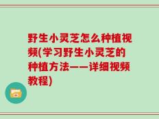 野生小灵芝怎么种植视频(学习野生小灵芝的种植方法——详细视频教程)
