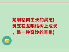 龙眼枯树生长的灵芝(灵芝在龙眼枯树上成长，是一种奇妙的景象)
