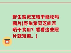 野生紫灵芝晒干能吃吗图片(野生紫灵芝能否晒干食用？看看这些照片就知道。)