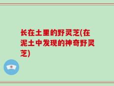 长在土里的野灵芝(在泥土中发现的神奇野灵芝)